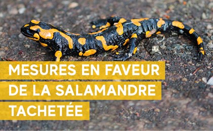 Mobilisation en faveur de la salamandre tachetée au ch. du Stand