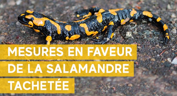 Mobilisation en faveur de la salamandre tachetée au ch. du Stand